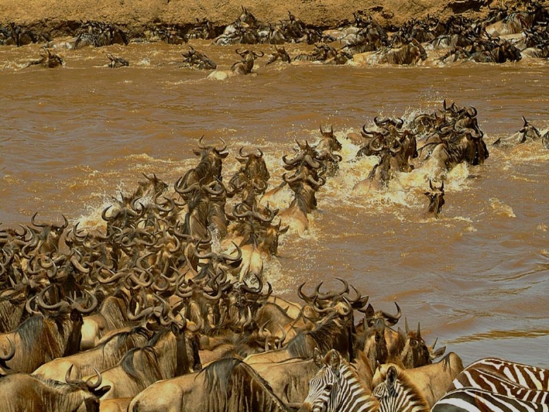 Africa Nature Animals (51)